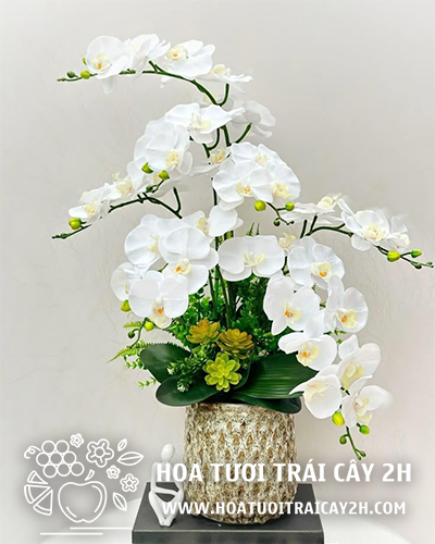 Mẫu lan hồ điệp nhập khẩu 02